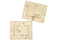 Рамка с гербарием ручной работы (для изображения, рисунка или фото) размер 16х20см Рамка с гербарием ручной работы (для изображения, рисунка или фото) размер 16х20см